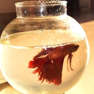 A small fish tank